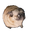 Puggy